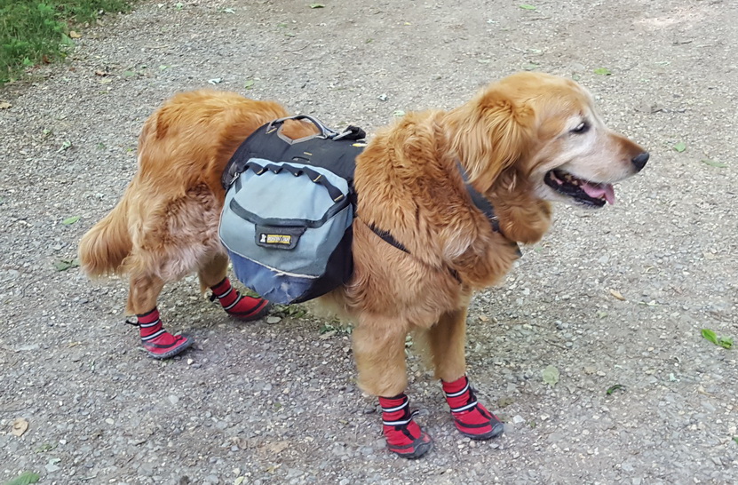 Theo - Appalachian Trail Dog